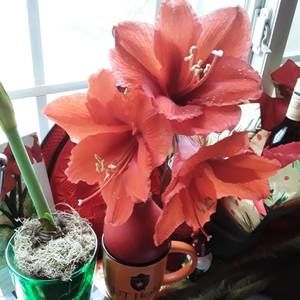 Meet your Posher, Cheryl